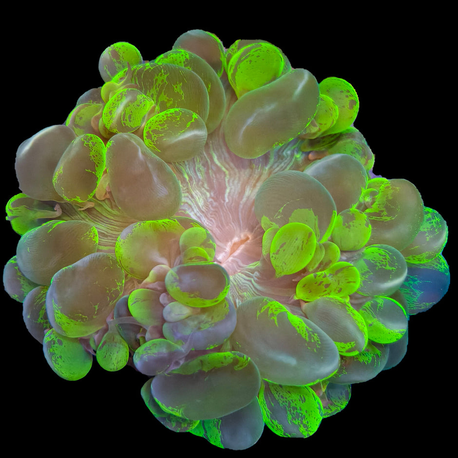 ONLINE CORALS Marine Concept Supply