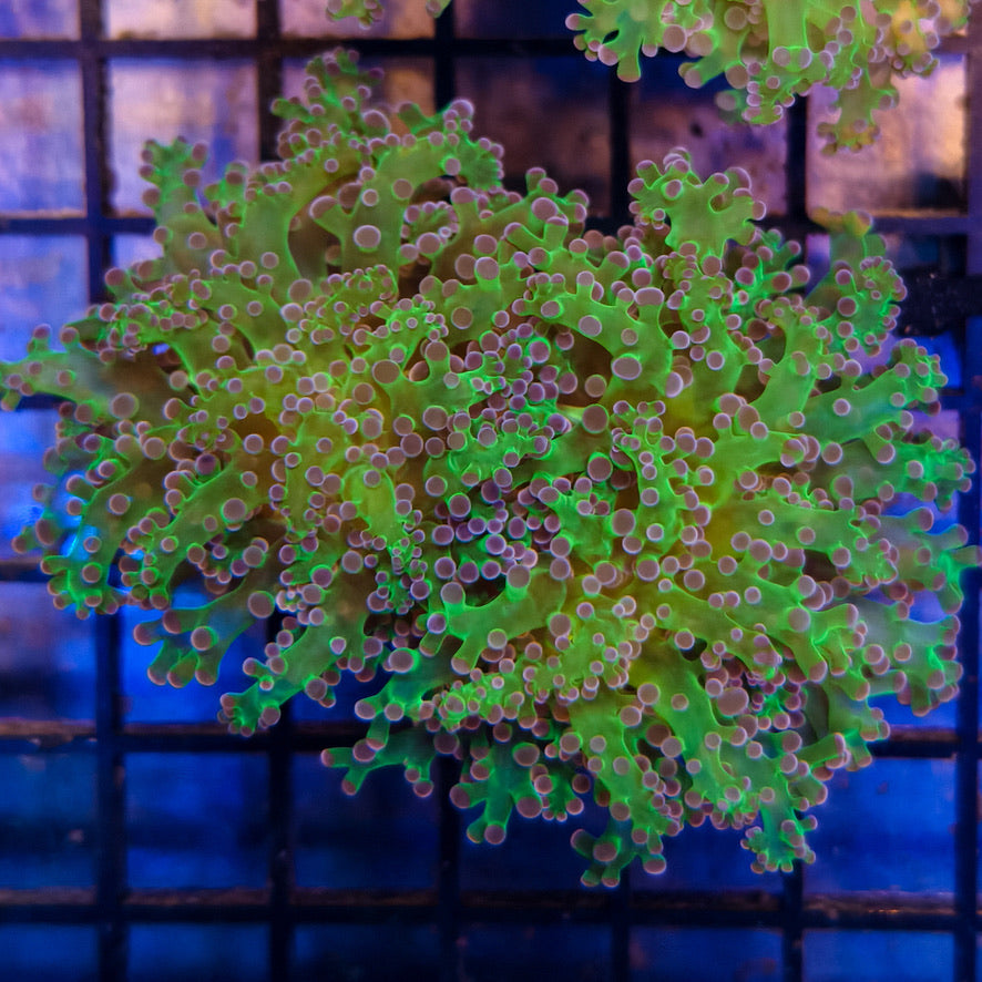 Purple Tip Frogspawn 3