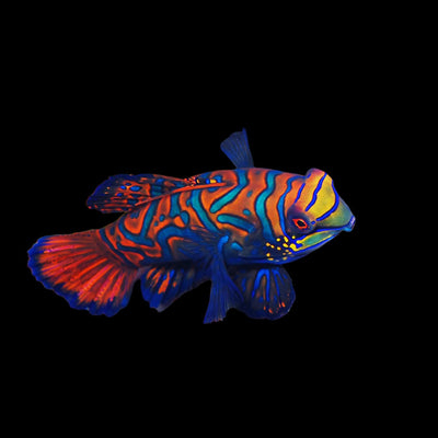 Synchiropus splendidus Blue Mandarin