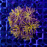 C Euphyllia Glabrescens - 24K Gold Torch