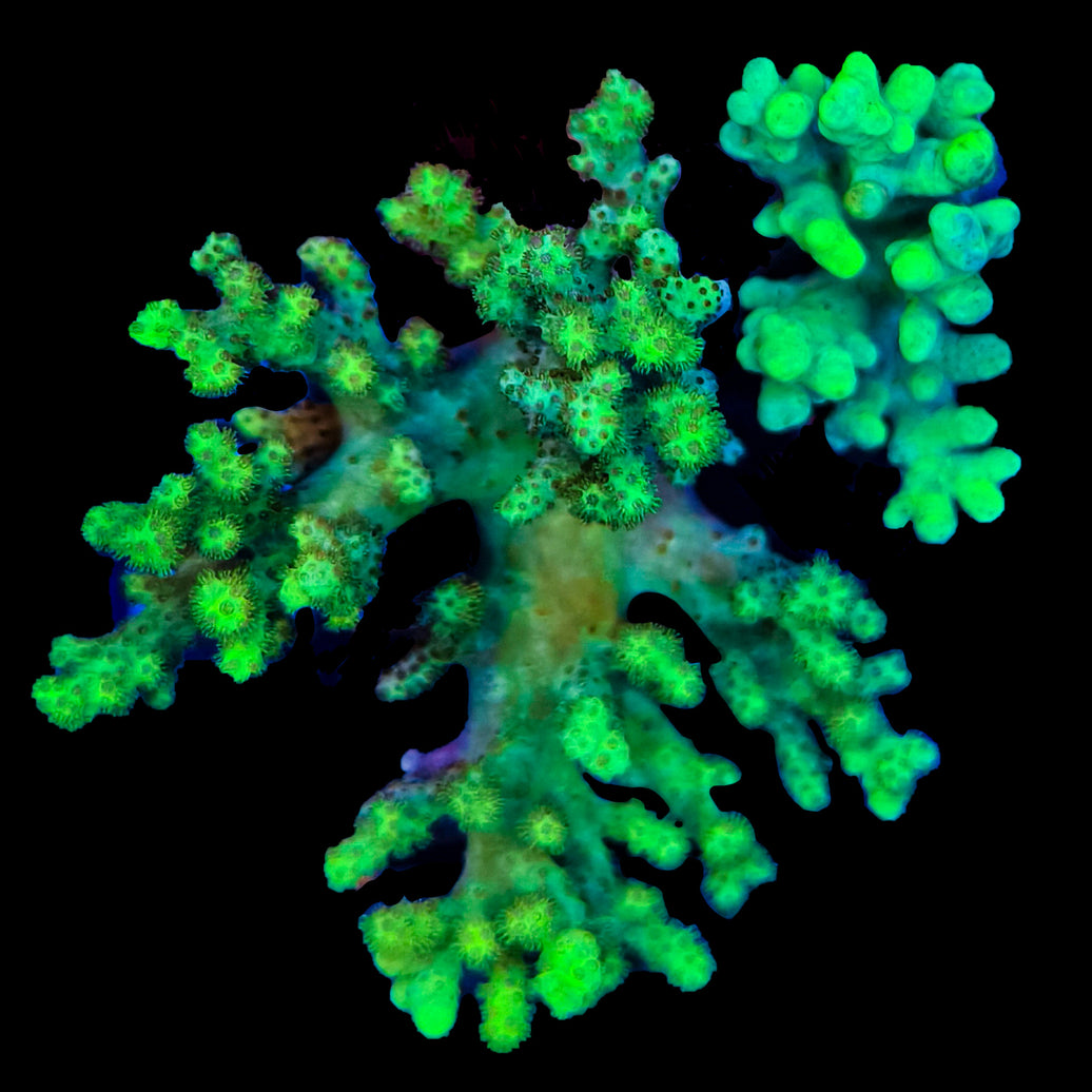 WYSIWYG Green Sinularia Coral Marine Concept Supply