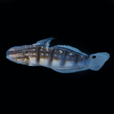 Dragon Goby 3-4"