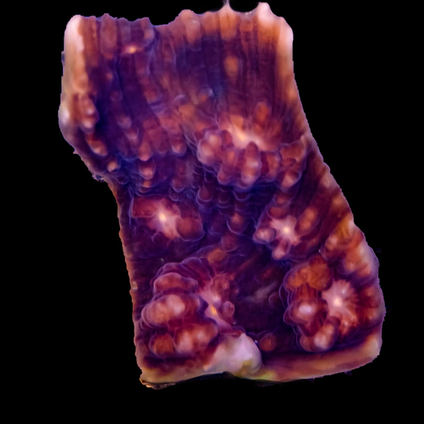 Echinophyllia Frag 1