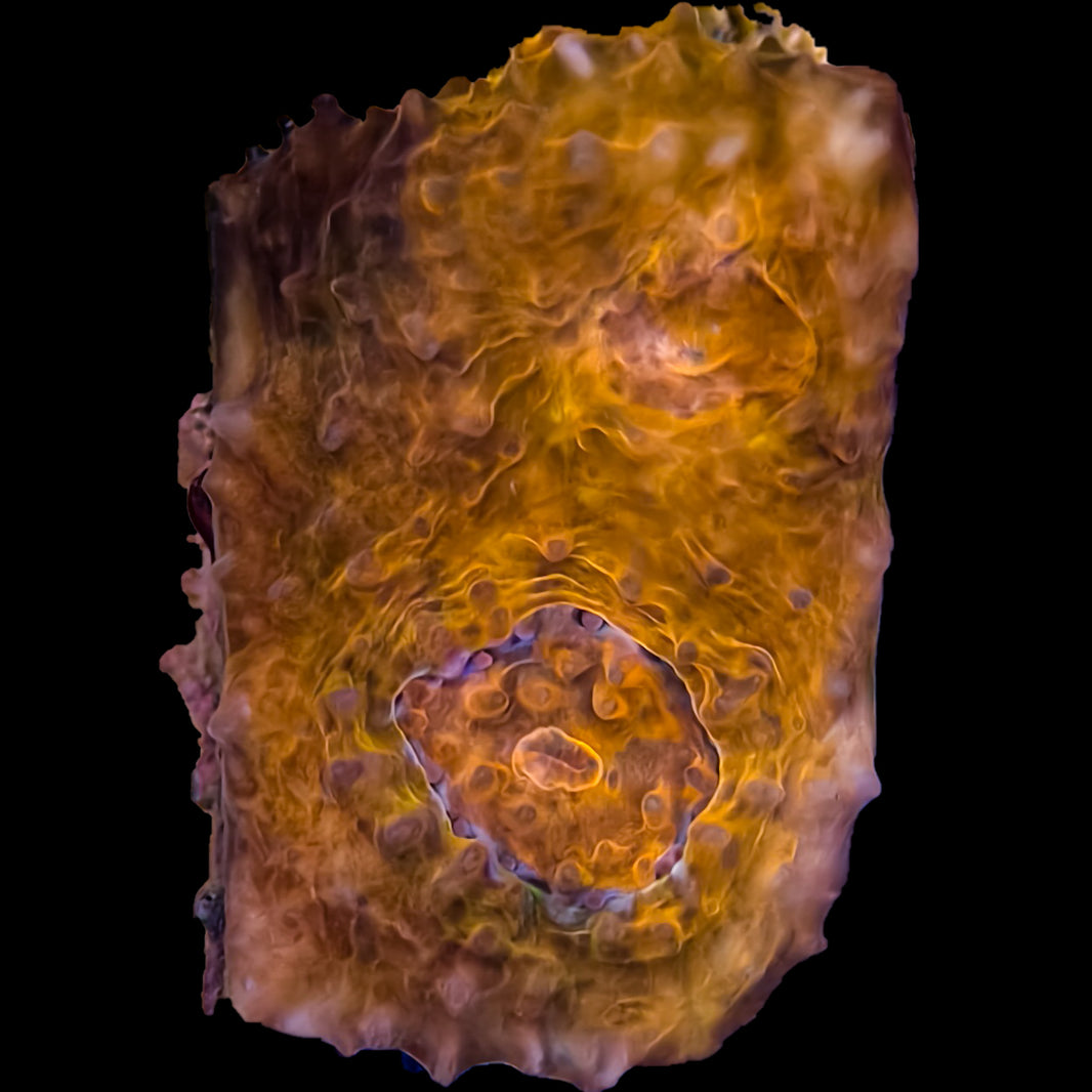 WYSIWYG Panther Stripe Echinata Coral Marine Concept Supply