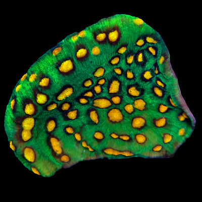 WYSIWYG Raja Rampage Chalice Coral Colony Marine Concept Supply