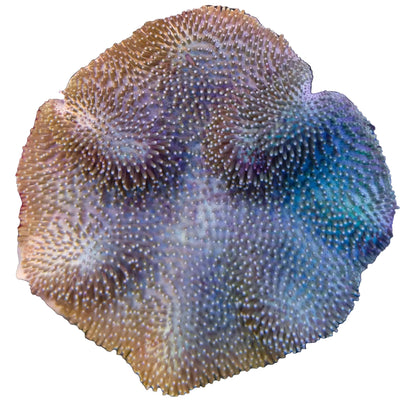 Green Crown Saluwesi Leather Coral Marine Concept Supply