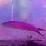 Hoplolatilus Purpureus - Purple Tilefish