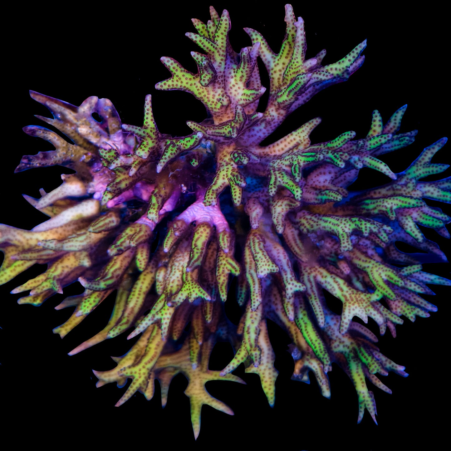C Seriatopora Hystrix Pink Bird Nest 1
