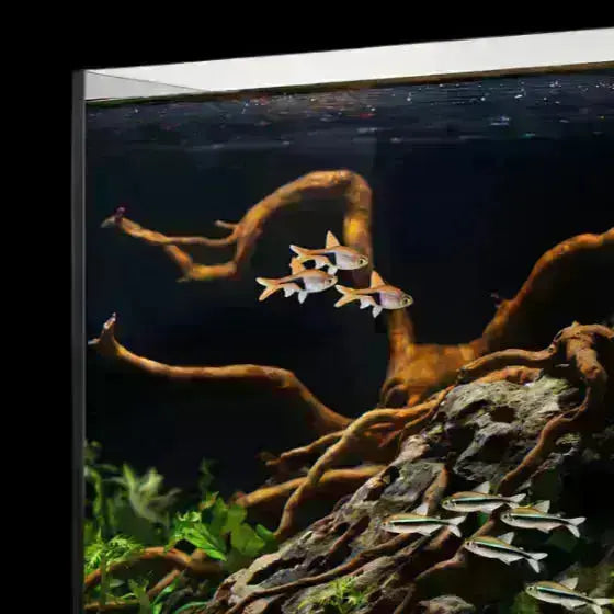 IceCap 38 Gallon Cube AIO Rimless Glass Aquarium IceCap