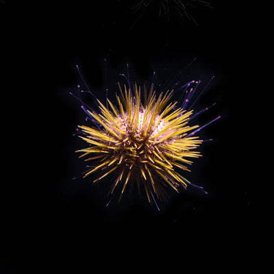 Lytechinus Williamsi-Bocas Mariculture Jewel Urchin (Nano)