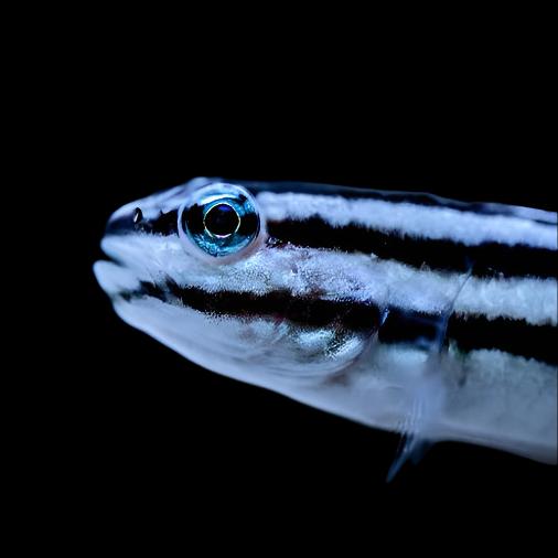 Links Sleeper Goby 2"