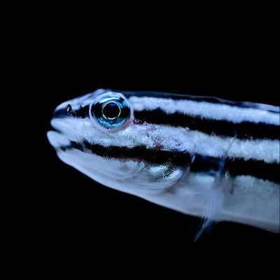 Links Sleeper Goby 2"