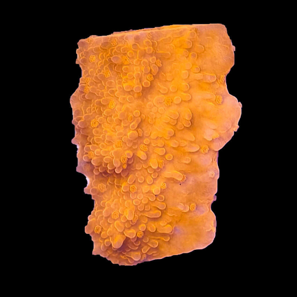 WYSIWYG Orange Encrusting Montipora SPS Coral Marine Concept Supply