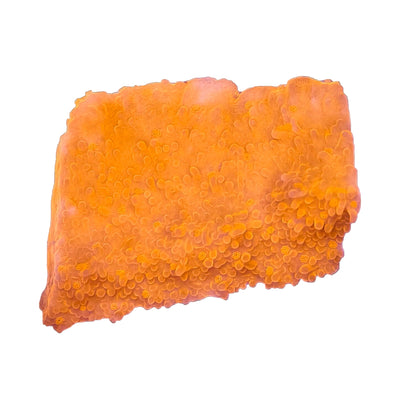 WYSIWYG Orange Encrusting Montipora SPS Coral Marine Concept Supply