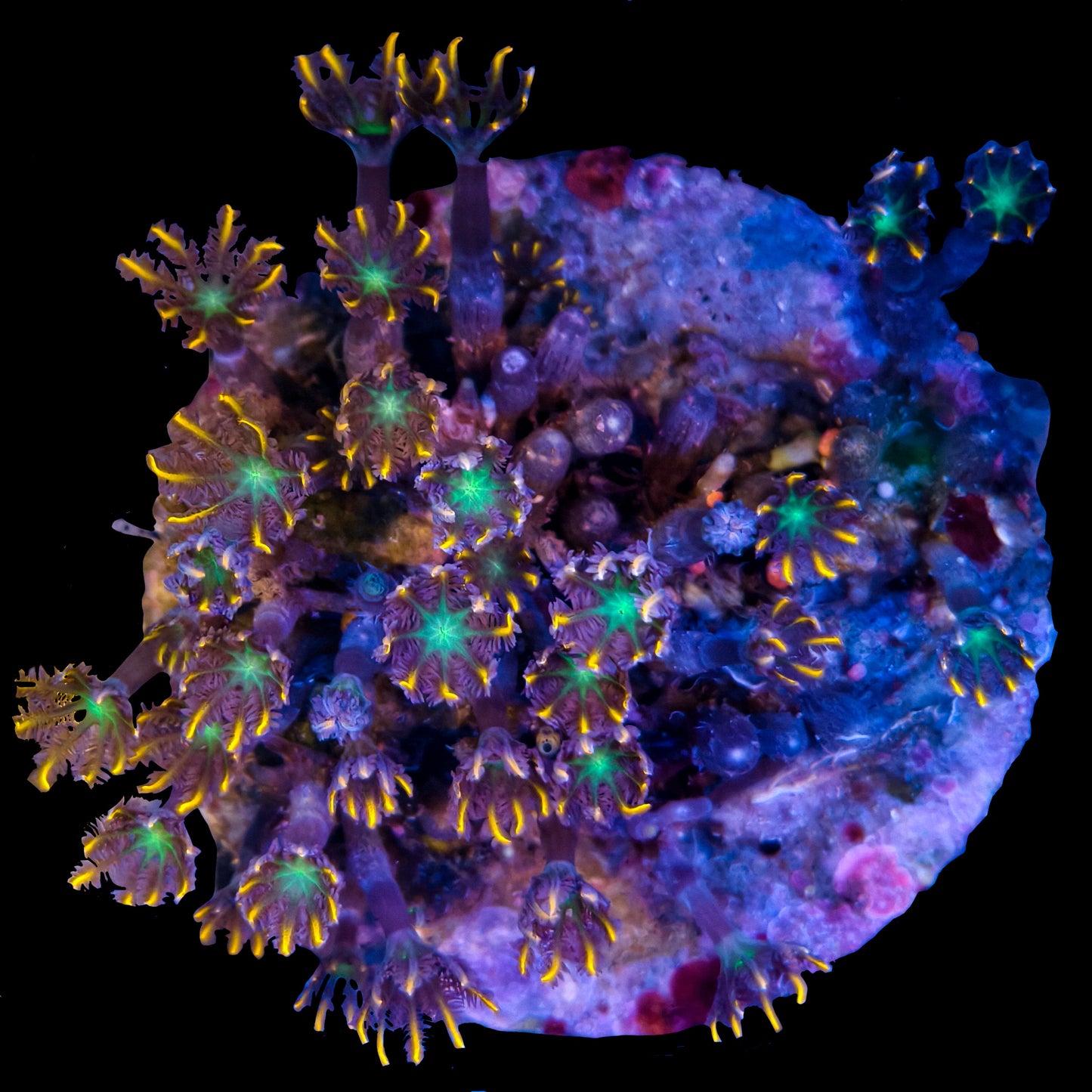 Clavularia Coral - Orange Clove Polyp 1