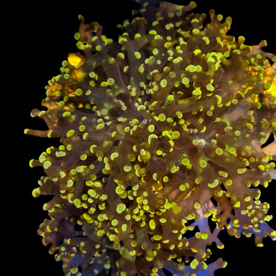WYSIWYG Orange Frogspawn Coral Marine Concept Supply