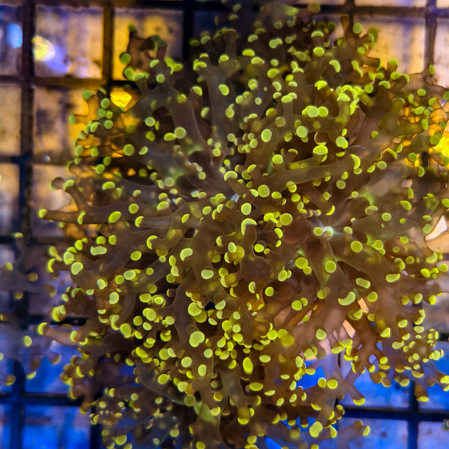 Orange Tip Frogspawn 1-A
