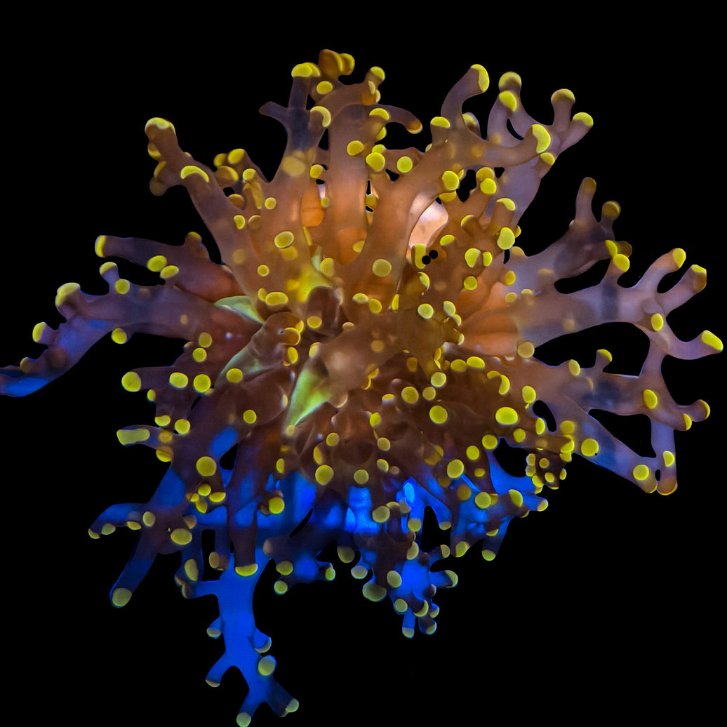 WYSIWYG Orange Frogspawn Coral Marine Concept Supply