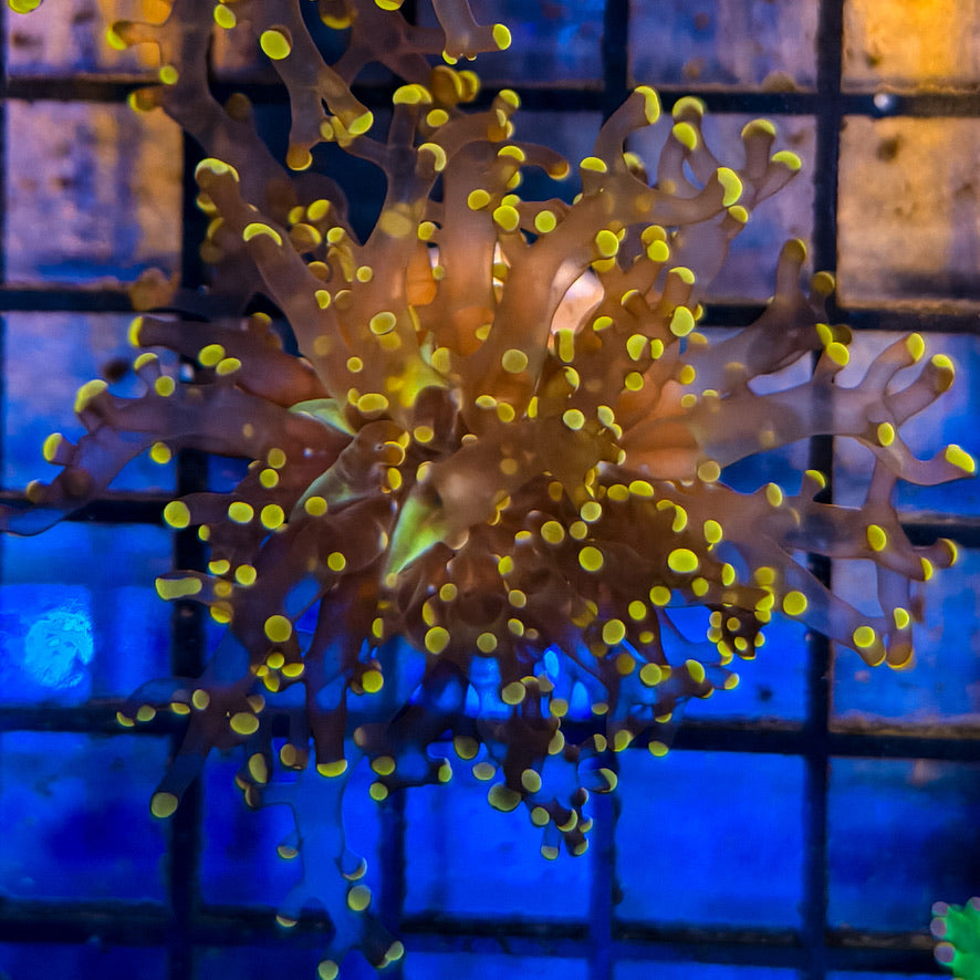 Orange Tip Frogspawn 2-A