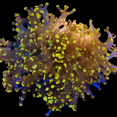 WYSIWYG Orange Frogspawn Coral Marine Concept Supply
