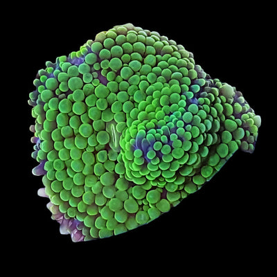 Panama Ricordea Mushroom