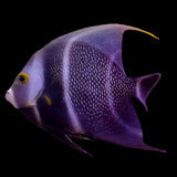 French Angelfish (Pomacanthus Paru)