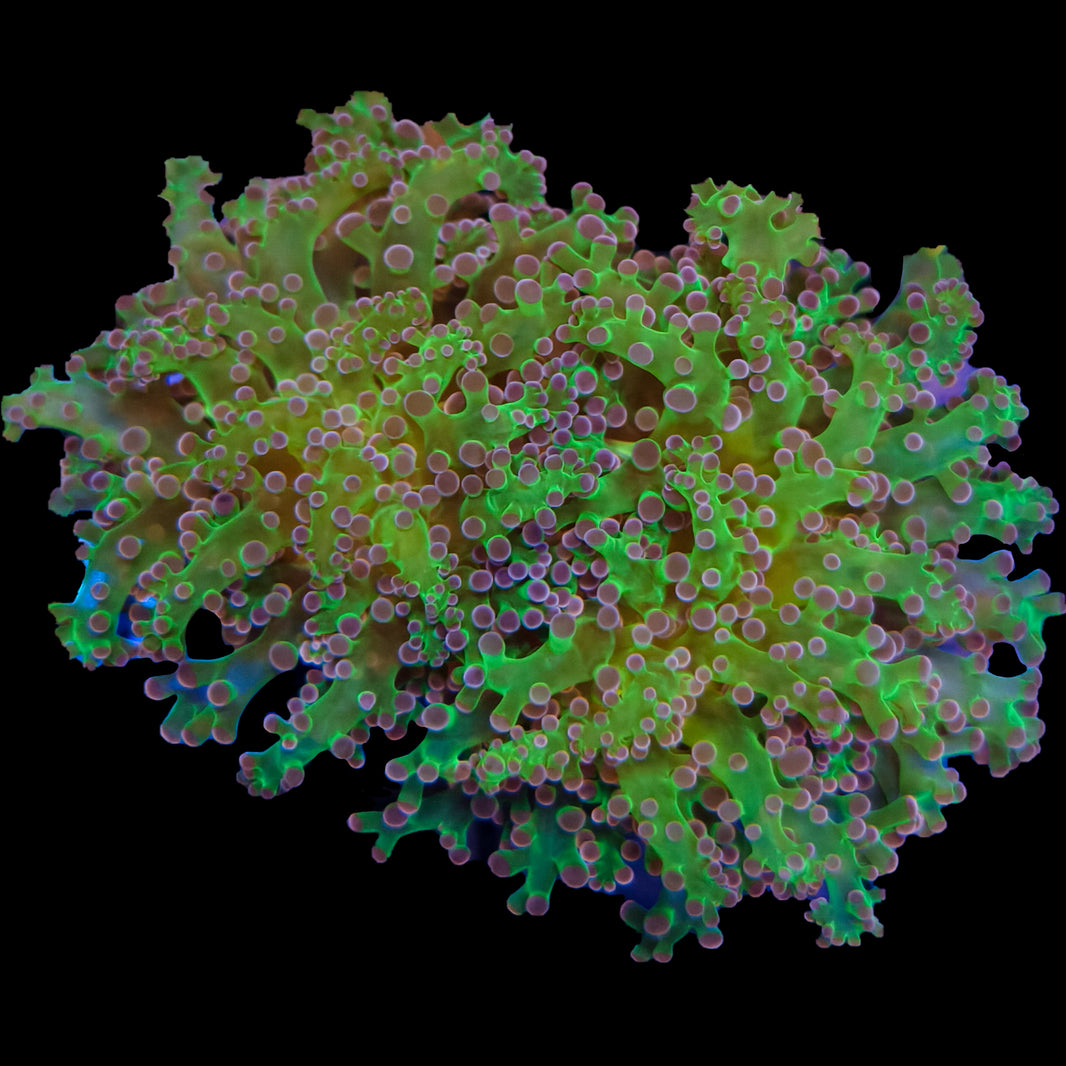 WYSIWYG Purple and Green Frogspawn Coral Marine Concept Supply