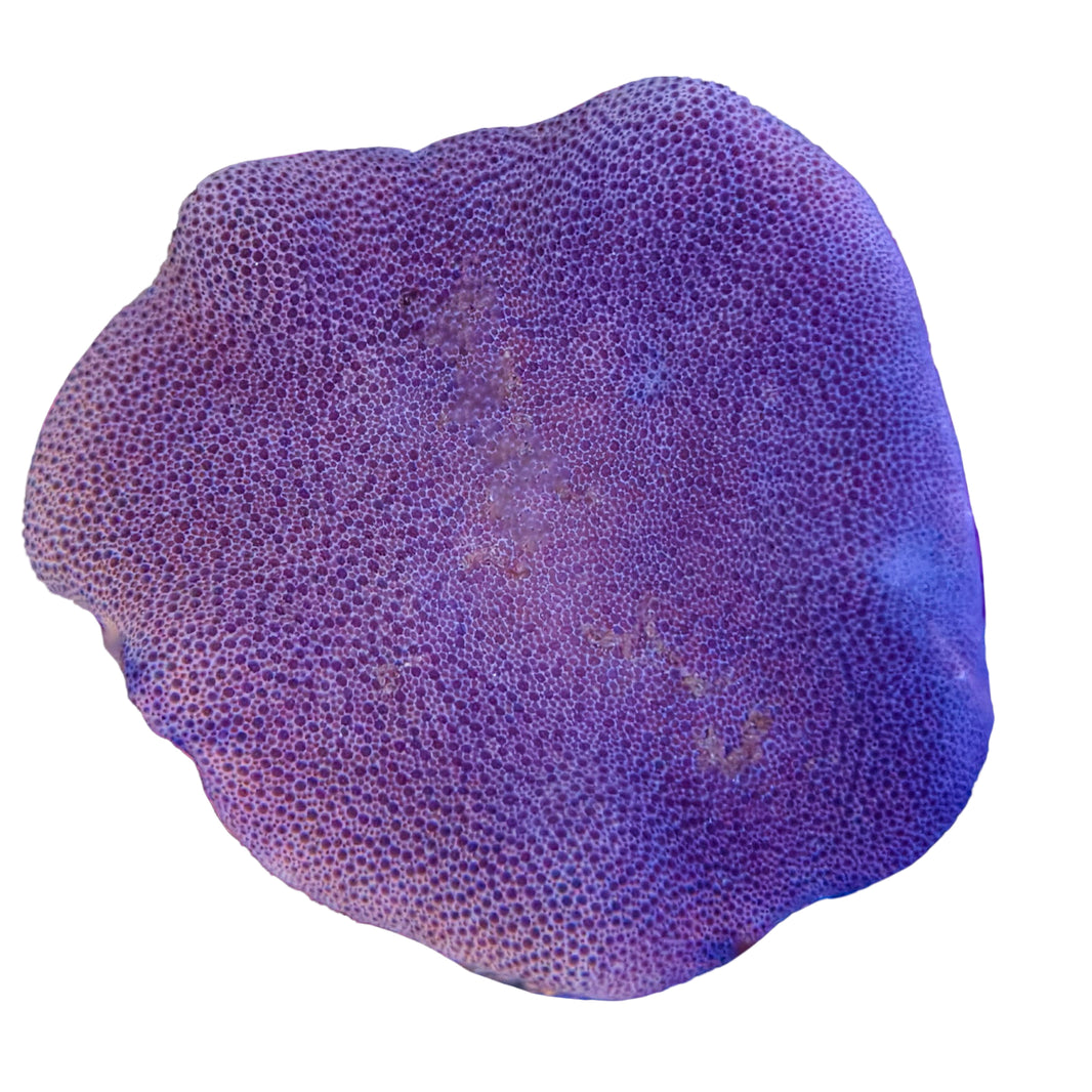 Green Crown Saluwesi Leather Coral Marine Concept Supply