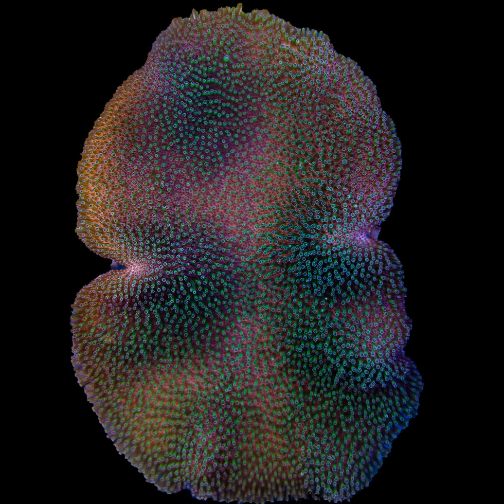 WYSIWYG Saluwesi Crown Leather Coral Marine Concept Supply