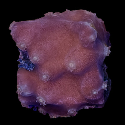 WYSIWYG Turbinaria Coral Frag Marine Concept Supply