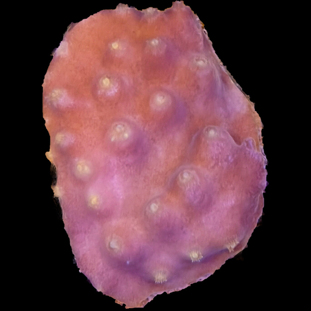 WYSIWYG Turbinaria Coral Frag Marine Concept Supply