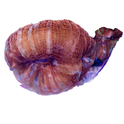 WYSIWYG Acan Bowerbanki Frag Coral Marine Concept Supply