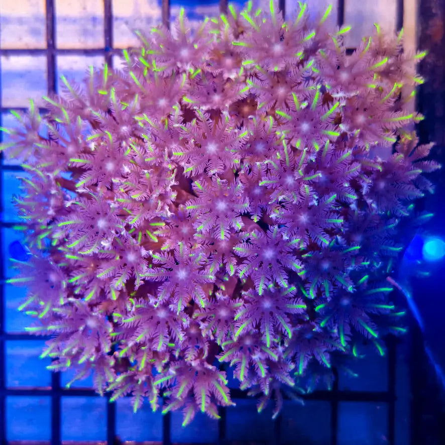 C Clavularia - Green Clove Polyp Coral 1-A