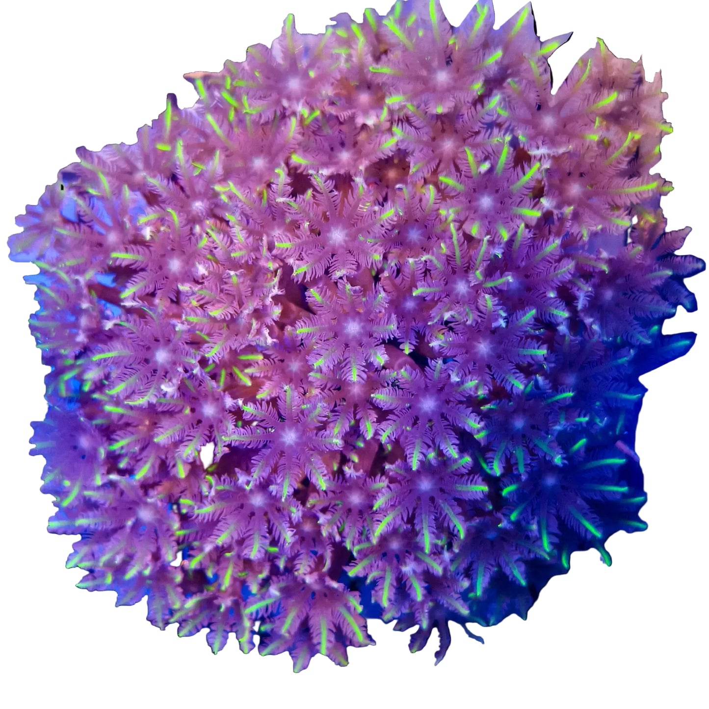 WYSIWYG Clove Polyp Coral Colony Marine Concept Supply