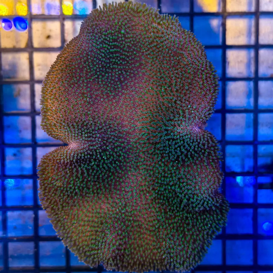 Saluwesi Leather Coral 1-A