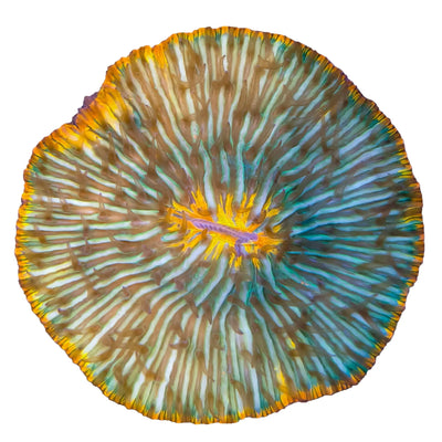 WYSIWYG Green Pumpkin Fungia Coral Marine Concept Supply