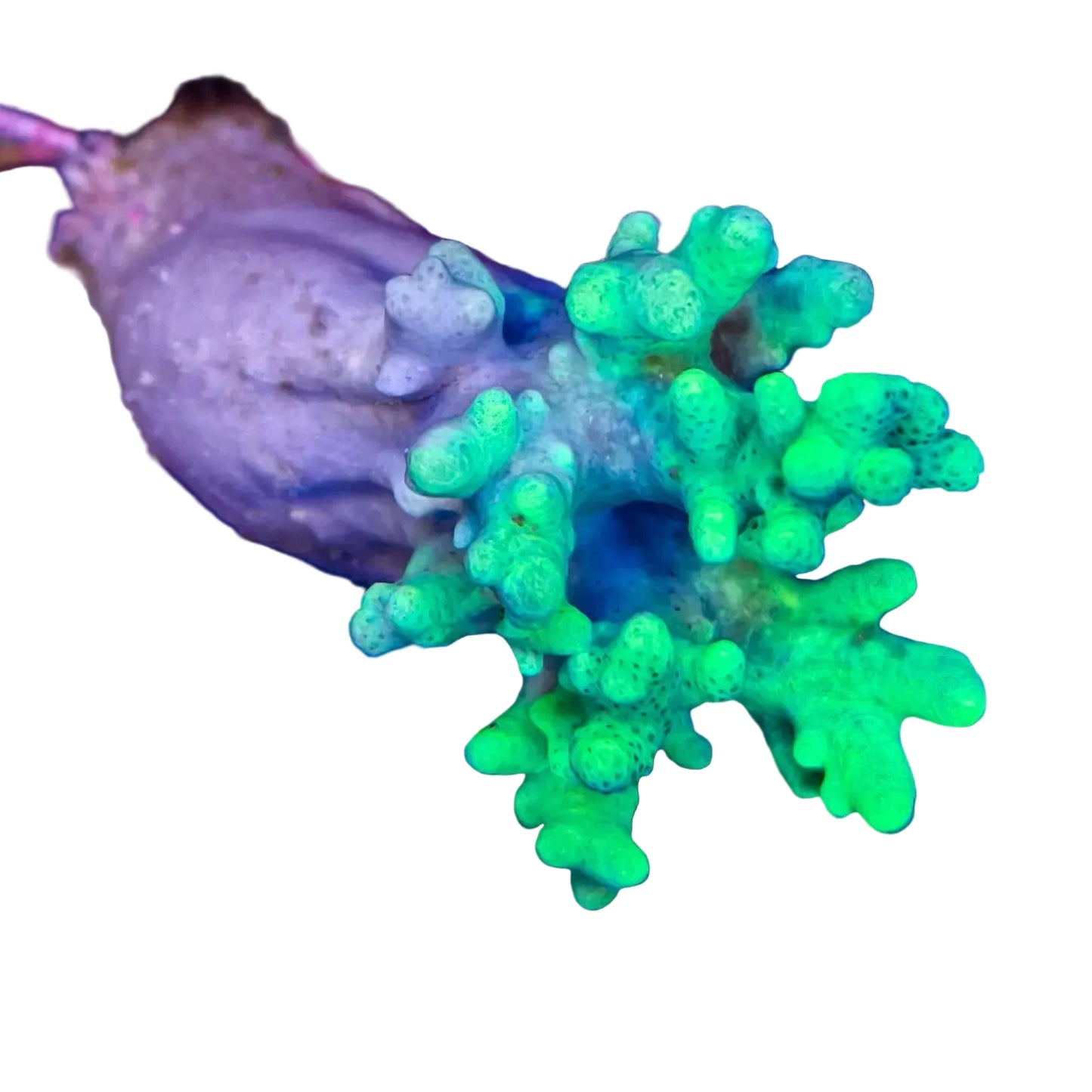 WYSIWYG Green Sinularia Coral Marine Concept Supply