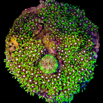 WYSIWYG Green Star Polyps Coral Colony Marine Concept Supply