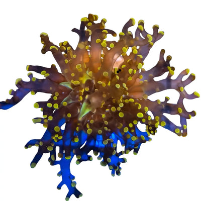 WYSIWYG Orange Frogspawn Coral Marine Concept Supply