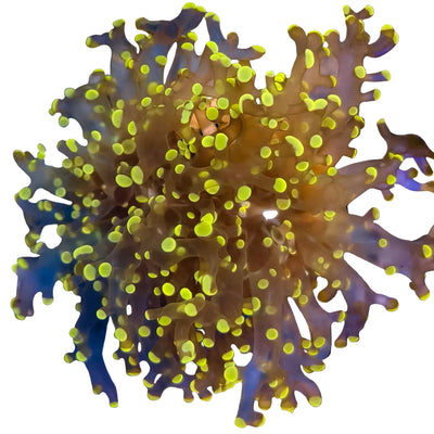 WYSIWYG Orange Frogspawn Coral Marine Concept Supply