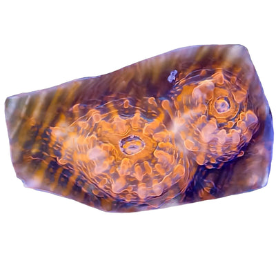 WYSIWYG Panther Stripe Echinata Coral Marine Concept Supply