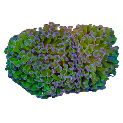 WYSIWYG Purple Tip Hammer Coral Marine Concept Supply
