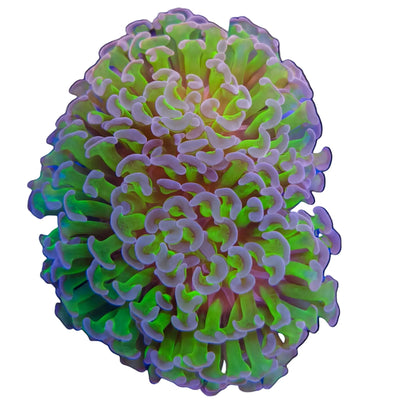 WYSIWYG Purple Tip Hammer Coral Marine Concept Supply