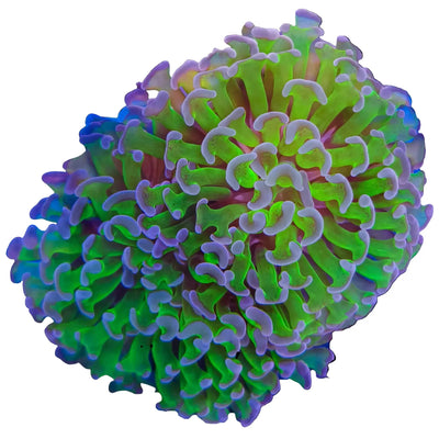 WYSIWYG Purple Tip Hammer Coral Marine Concept Supply