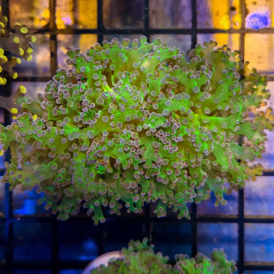 WYSIWYG Purple and Green Frogspawn Coral Marine Concept Supply