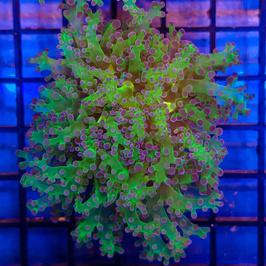 Purple Tip Frogspawn 1-A