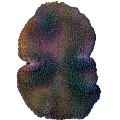 WYSIWYG Saluwesi Crown Leather Coral Marine Concept Supply