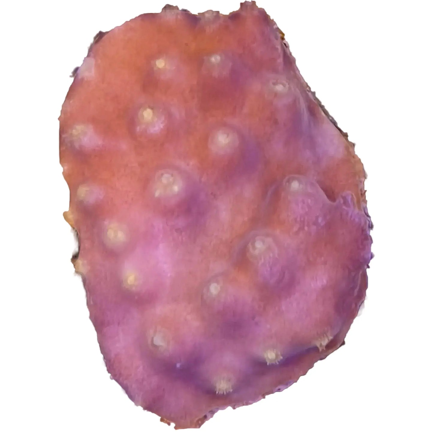 WYSIWYG Turbinaria Coral Frag Marine Concept Supply