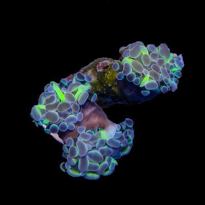 WYSIWYG Hologram Hammer Coral Marine Concept Supply