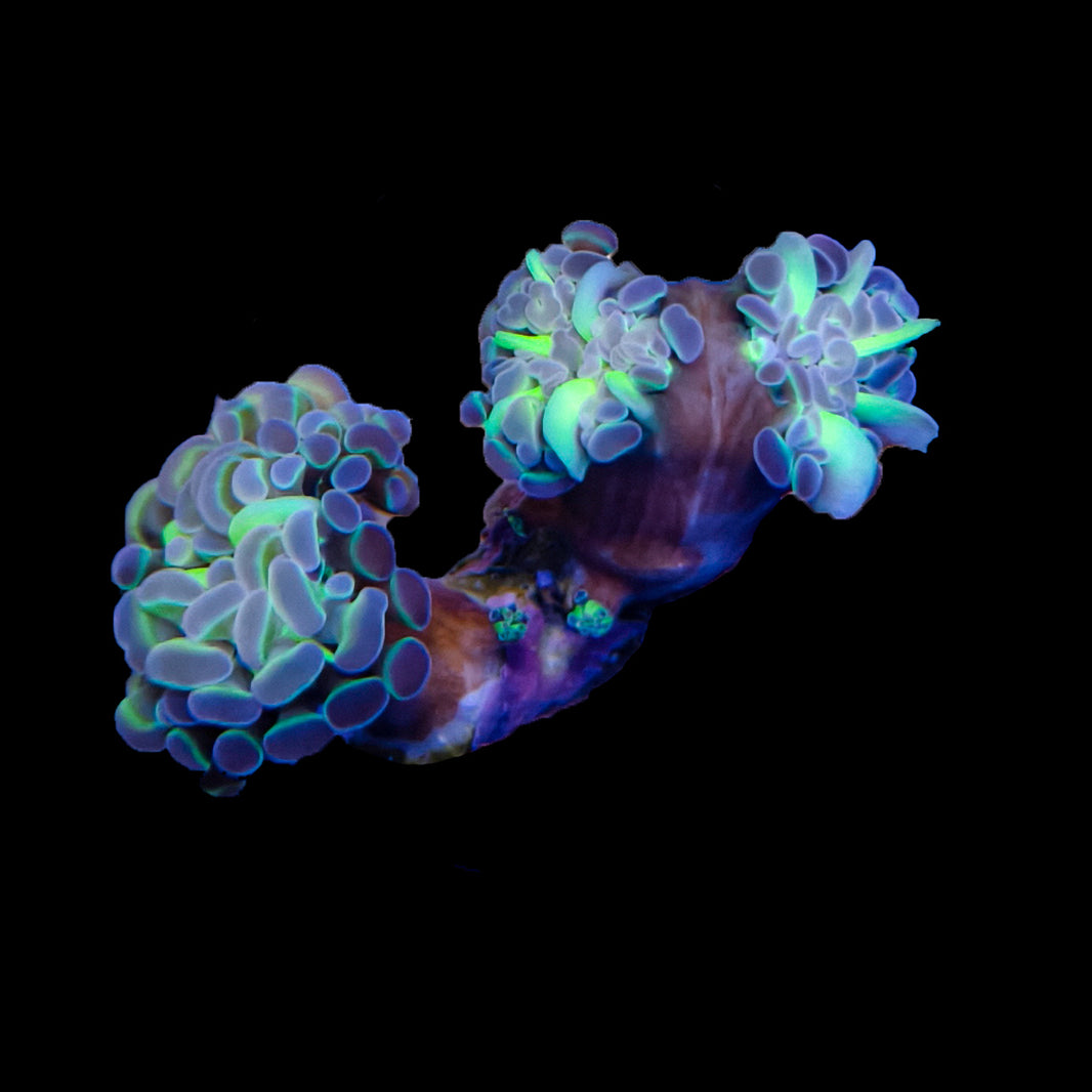 WYSIWYG Hologram Hammer Coral Marine Concept Supply